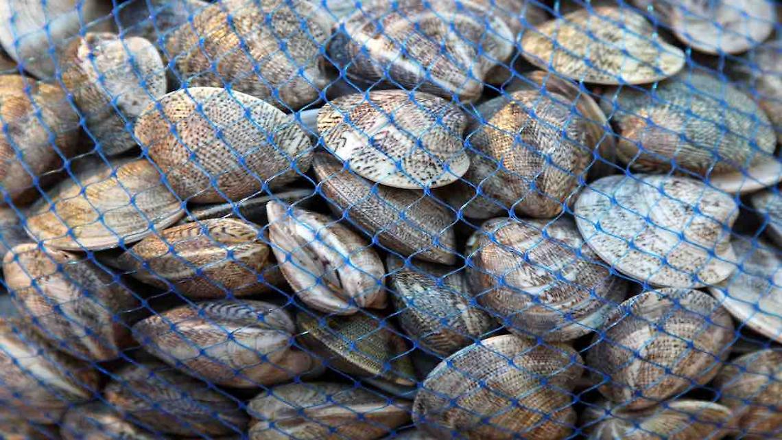 Scoperto a Pellestrina un centro clandestino per la lavorazione e vendita di molluschi bivalvi
