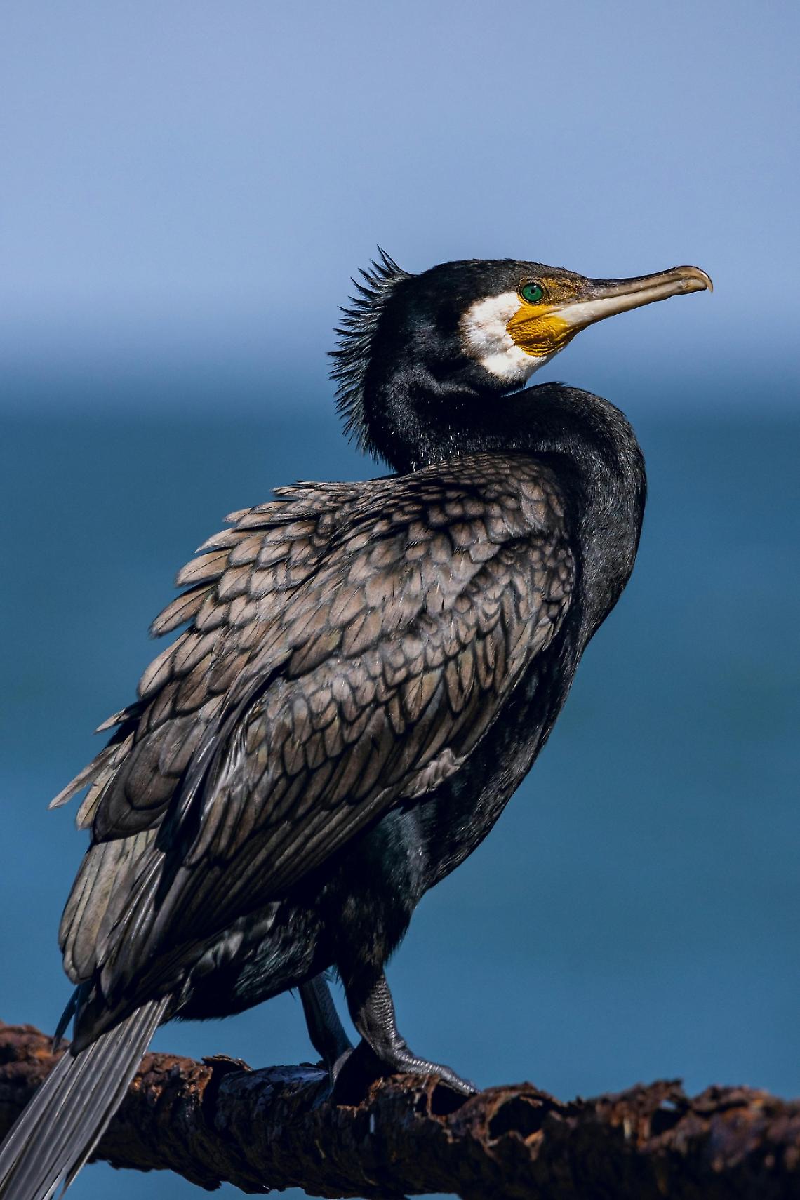 Piano di controllo del cormorano 2025-2029: Veneto alla sfida per tutelare biodiversità e pesca
