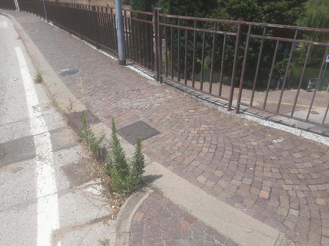 Foto della vegetazione a bordo strada