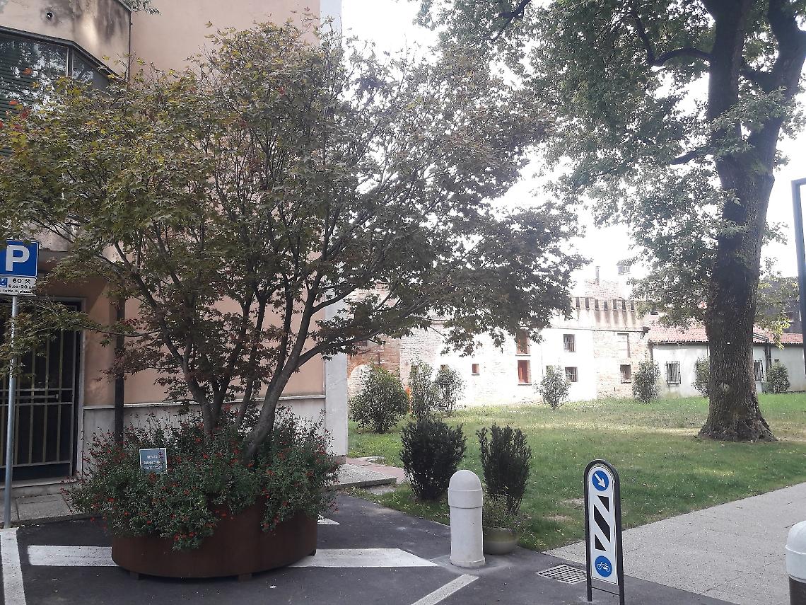 Mirano, i due aceri della piazza spostati all’ombra di viale delle Rimembranze