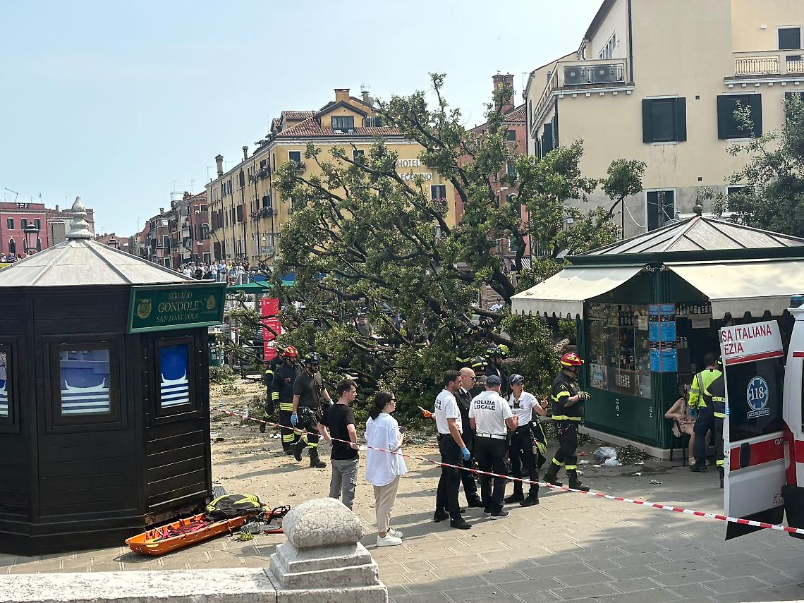 Foto dell'albero caduto