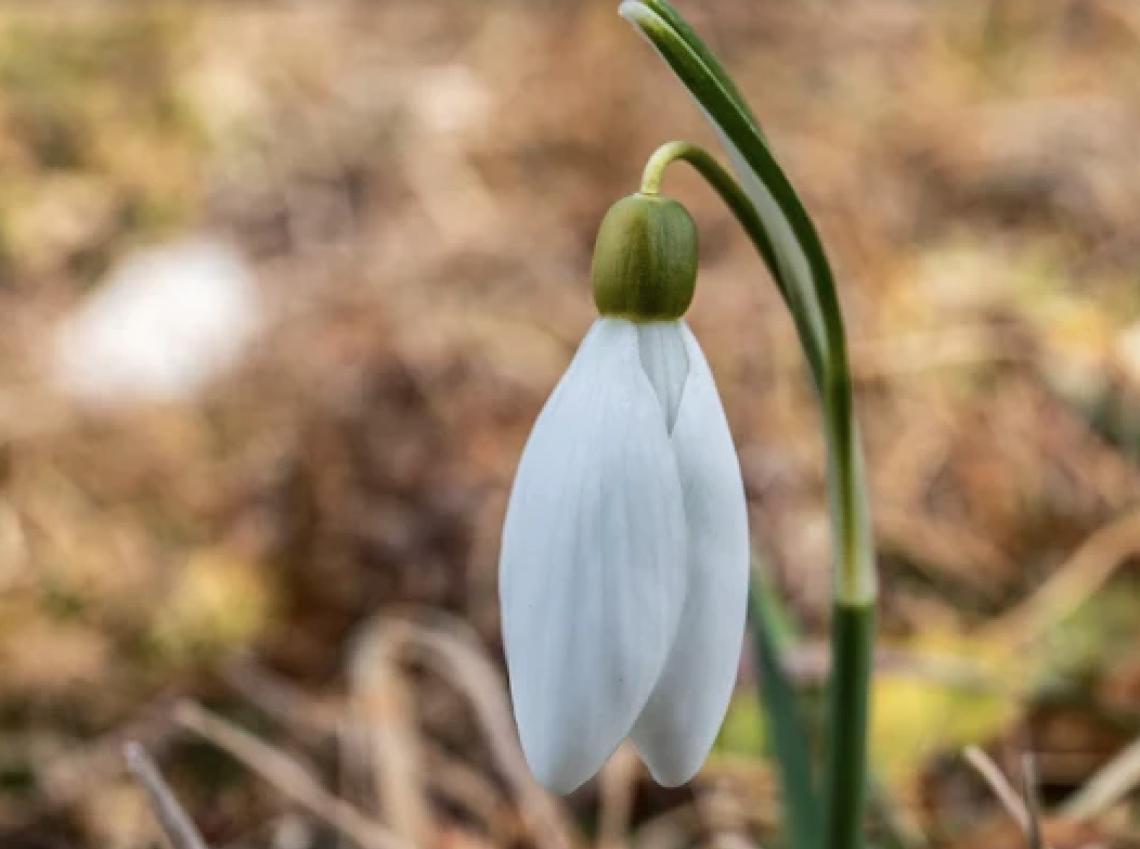 Quando il bosco sussurra: escursione serale sensoriale in Lessinia