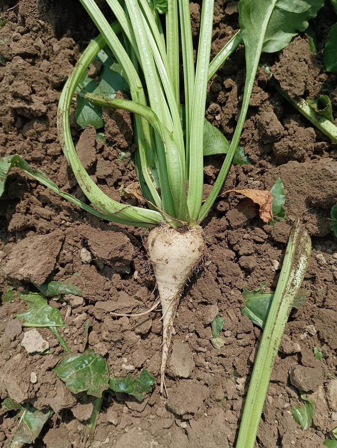 Zucchero a dazio zero dal Sudamerica: scatta l’allarme per l’agricoltura veneta