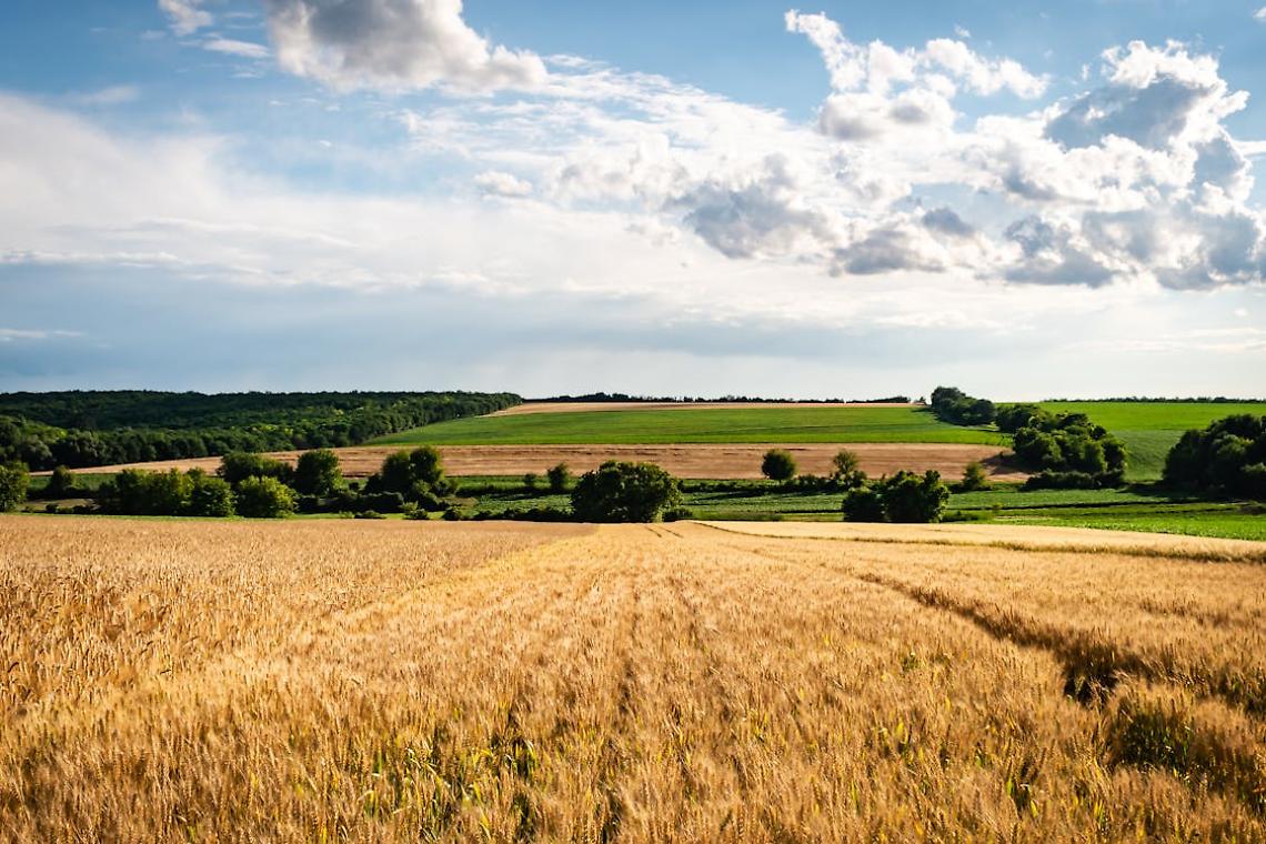 Tragedia nelle vigne di Valdobbiadene: agricoltore trovato senza vita