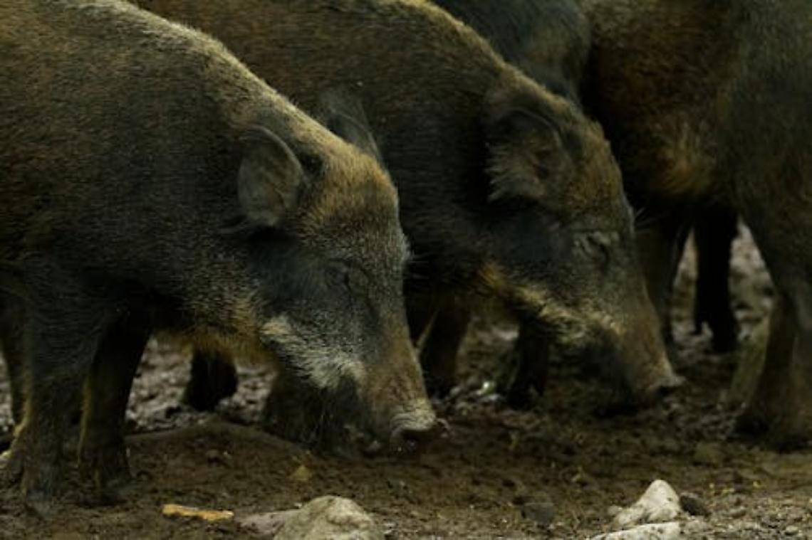 Parco dei Colli Euganei, il contenimento dei cinghiali resta al centro delle strategie