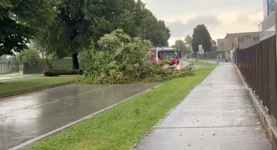 Maltempo a Padova: crolla un albero in via Lisbona, traffico paralizzato