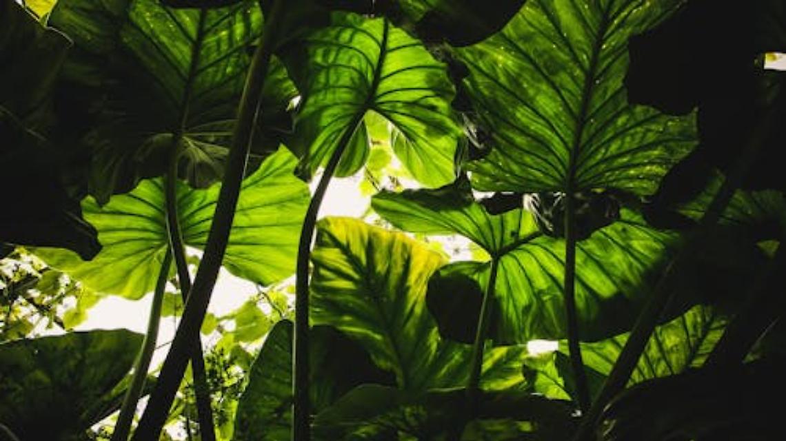 Schio celebra 20 anni di verde, arte e bellezza al Giardino Jacquard