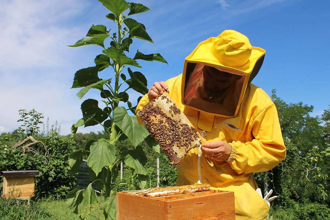 Apicoltura, foto di repertorio