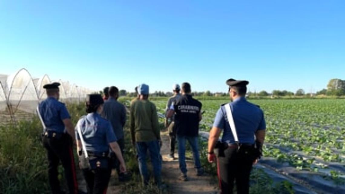 Caporalato e sicurezza sul lavoro: maxi blitz nelle aziende agricole e nei caseifici del Padovano