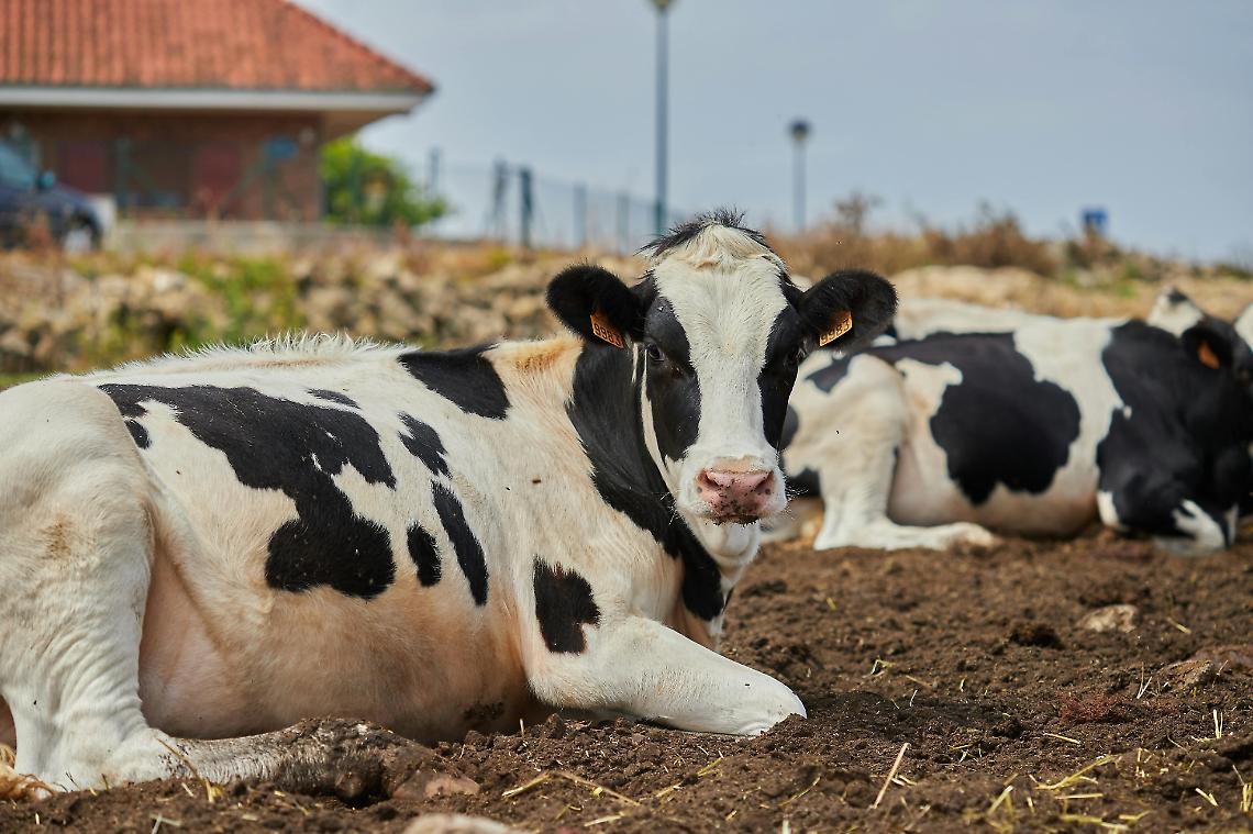 Inclusione e natura: torna nel Veronese la settimana delle fattorie sociali
