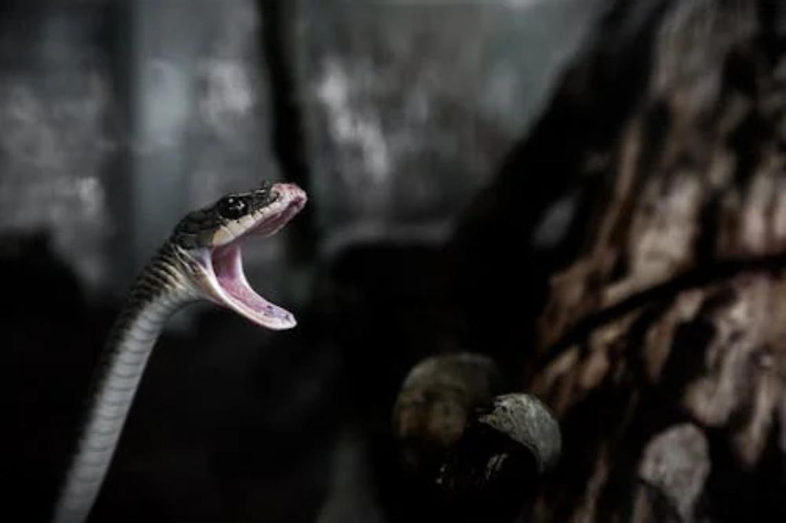 Morso da una vipera sul litorale di Caorle: ragazzino di Oderzo salvo grazie all'intervento tempestivo