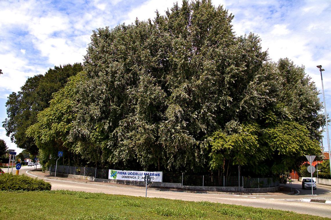 Maerne, una petizione per salvare il “bosco” di via Stazione
