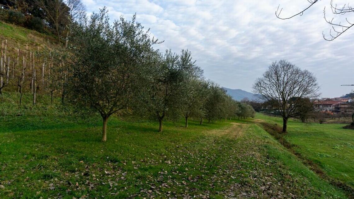 Il Comune di Saonara aderisce ad "Alberi in Pianura": fino a 10 piantine autoctone gratuite per famiglia, prenota entro il 30 settembre 2025