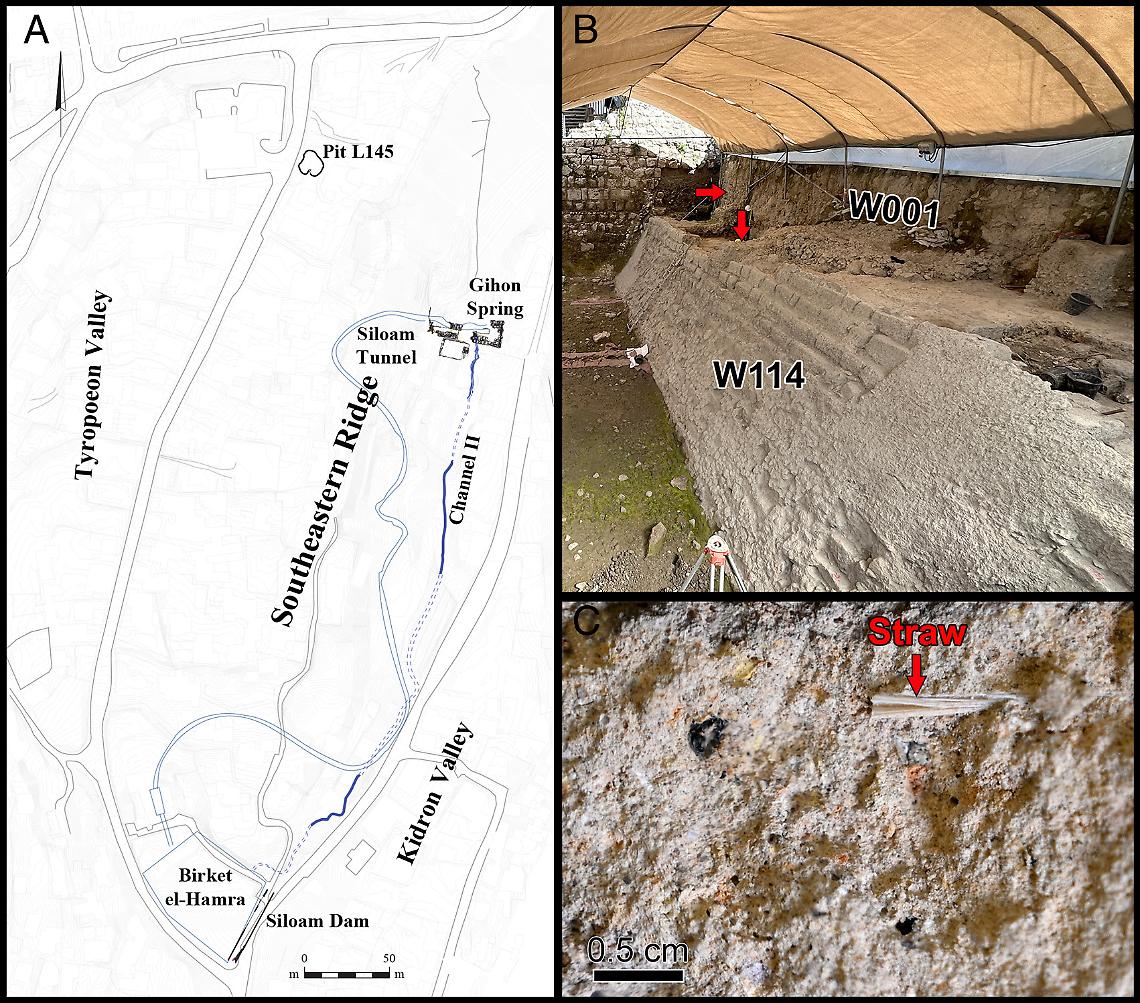 (A) The study sites. Graphics by Manuel Cimadevilla, Israel Antiquities Authority. (B) The Siloam Dam excavation. Arrows mark the sampling locations. (C) A representative straw fragment embedded in th