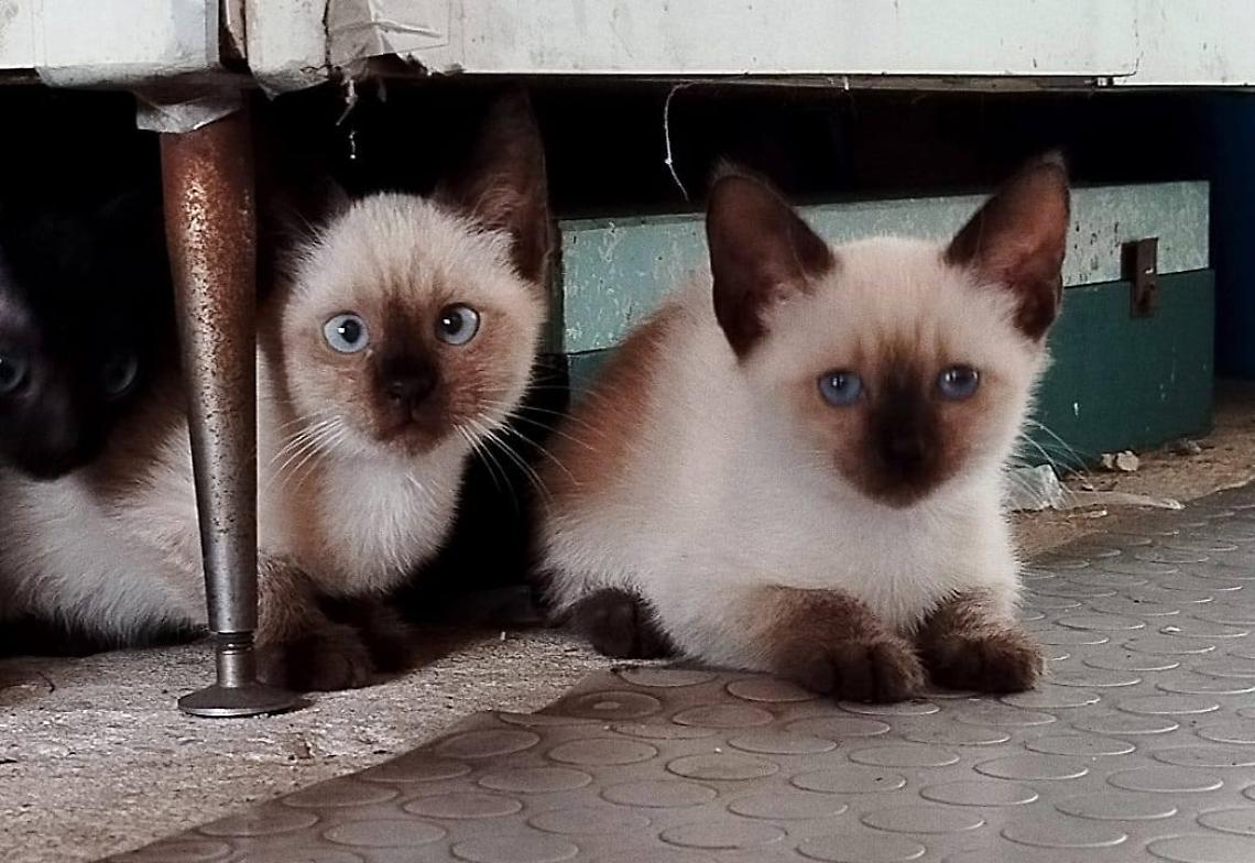Due dei gattini soccorsi dall'associazione animalista