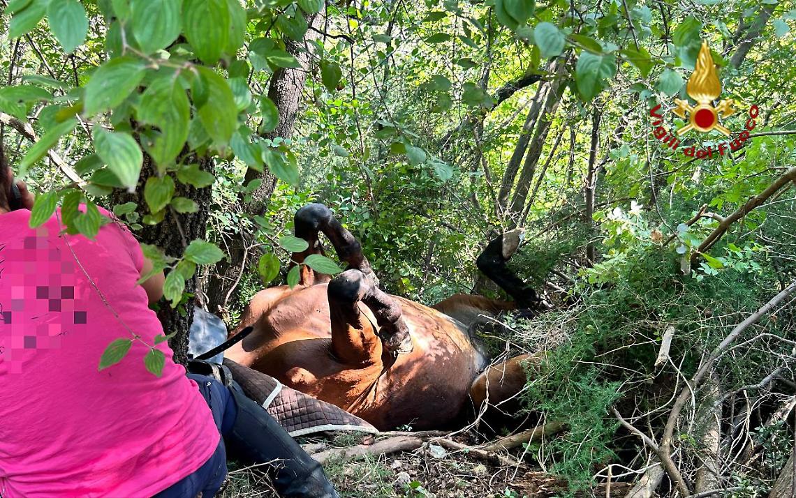 La cavalla precipitata nel bosco