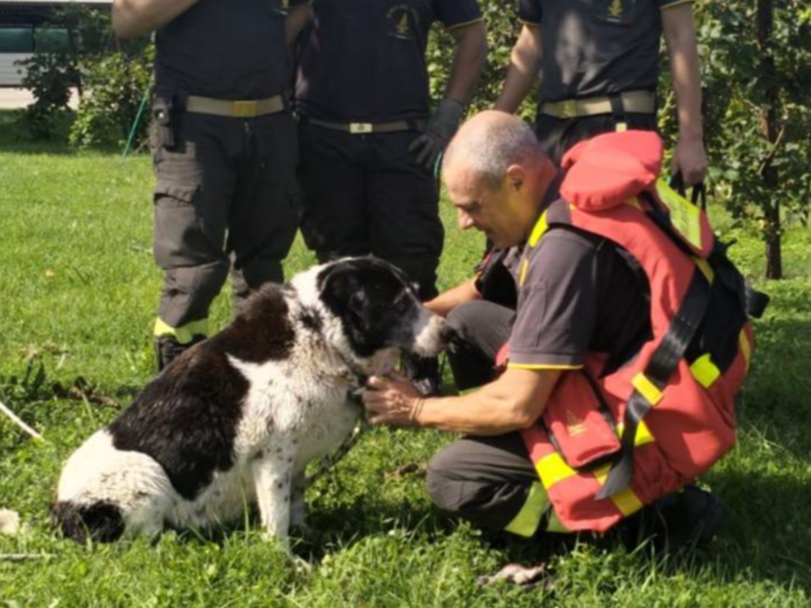 Il salvataggio dell'animale