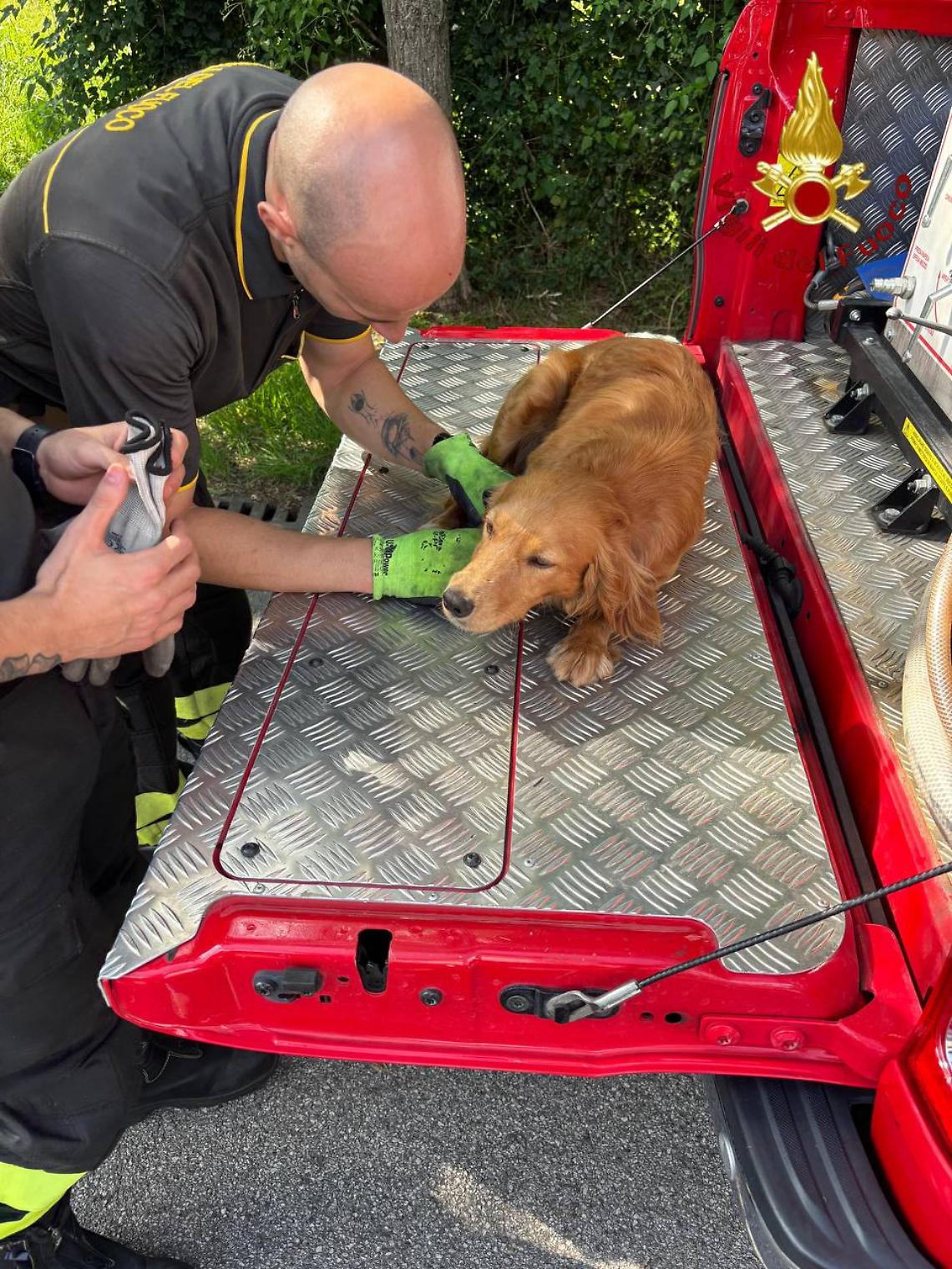 Castelfranco Veneto: cane intrappolato tra gli arbusti salvato dai Vigili del Fuoco