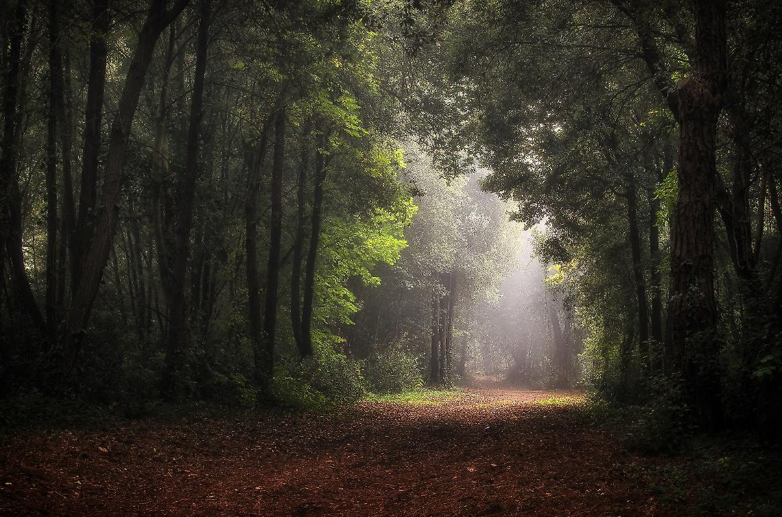 I boschi più belli del Veneto: un viaggio tra natura e paesaggi incantevoli