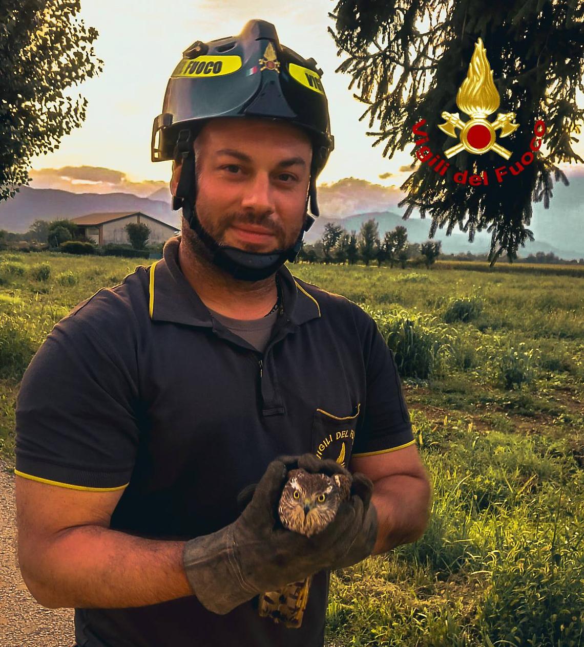 Sparviero ferito salvato a Villaverla: pronto un nuovo inizio per il rapace