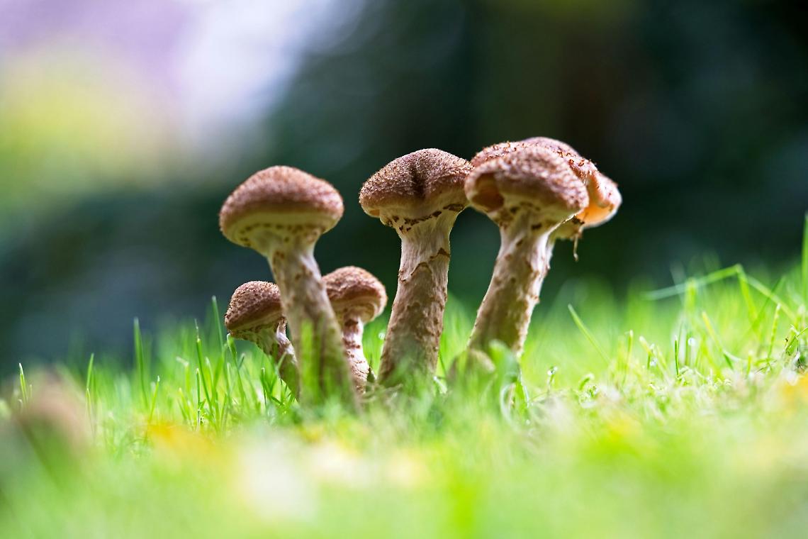 Pericolo funghi in Veneto: come riconoscere quelli velenosi e evitare rischi