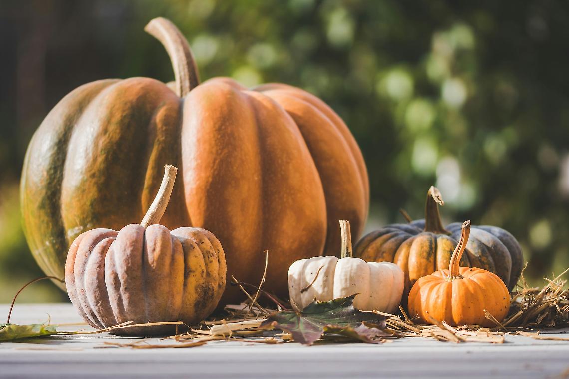 La zucca protagonista in cucina: tutti i piatti da provare in autunno