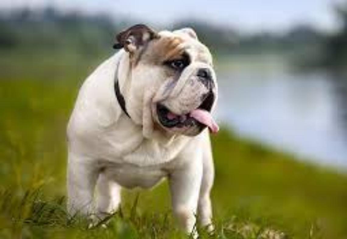 Bibione, bimba ferita al volto da un bulldog: paura al parco del Donatore