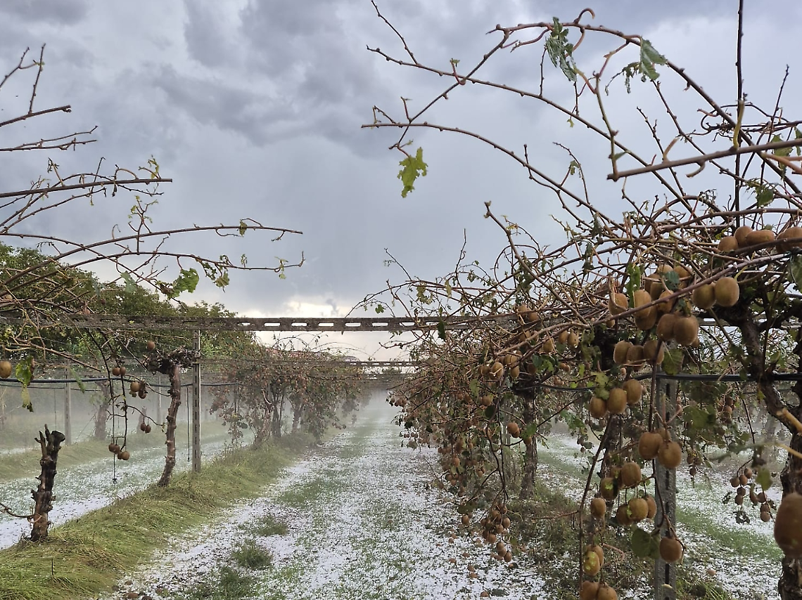 Foto dei danni causati dalla grandine