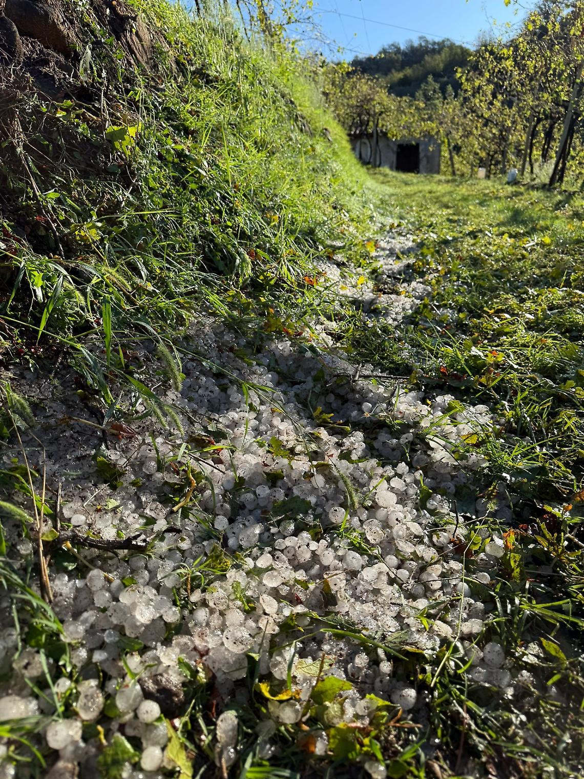 Maltempo devastante nel Vicentino: Coldiretti denuncia i danni alle colture