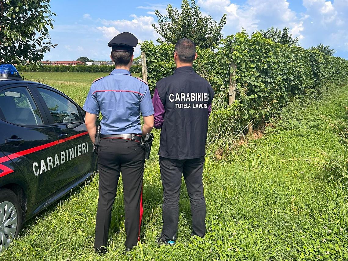 Blitz contro il lavoro nero nel Trevigiano: due aziende agricole sospese e multe per 90mila euro
