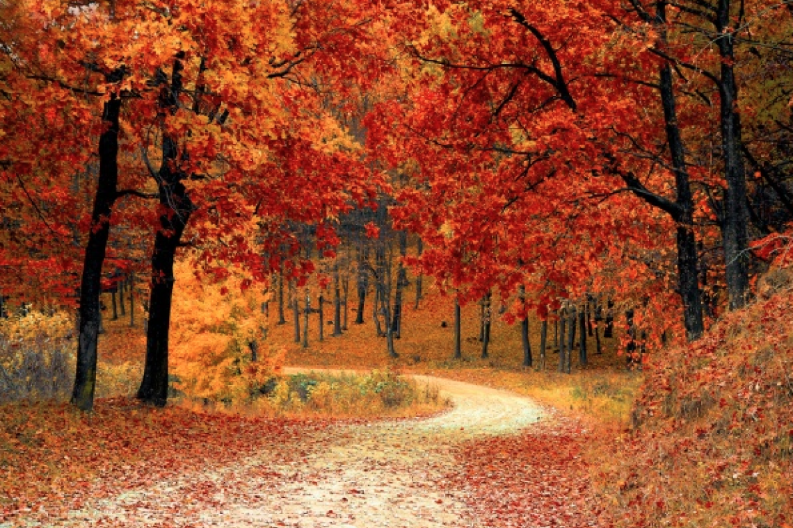 L’autunno fiorisce nel Veneto: colori, profumi e tradizioni tra le colline e le città