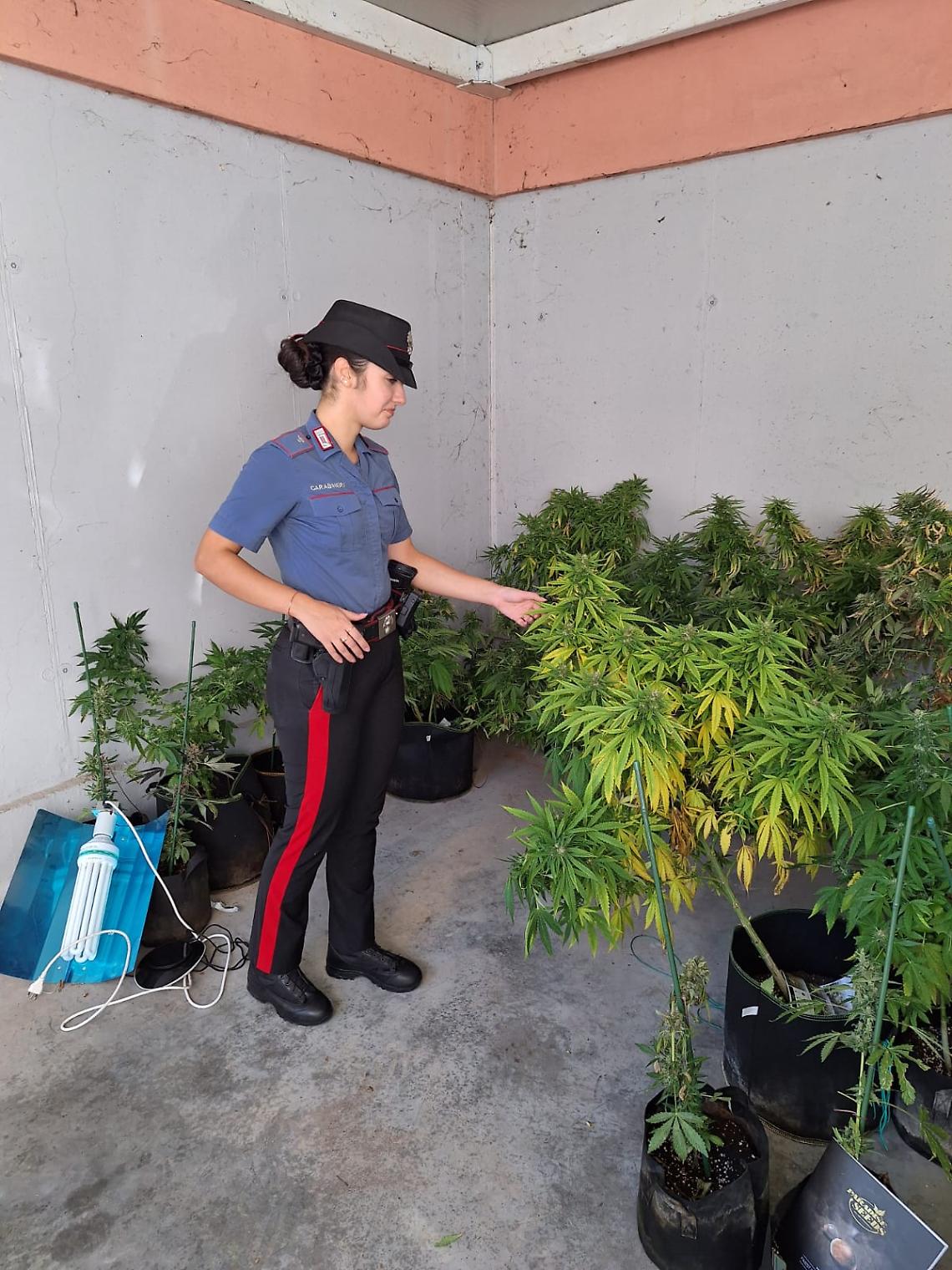 Scoperta serra di marijuana in casa: arrestato 54enne a Villorba