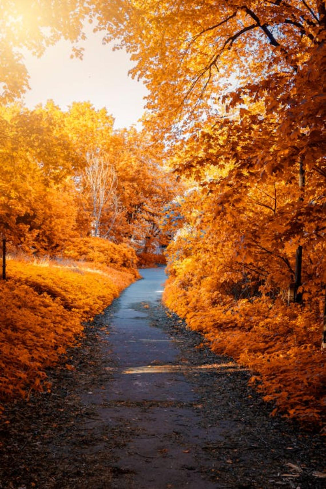 Veneto a colori: 5 passeggiate per ammirare il foliage d'autunno