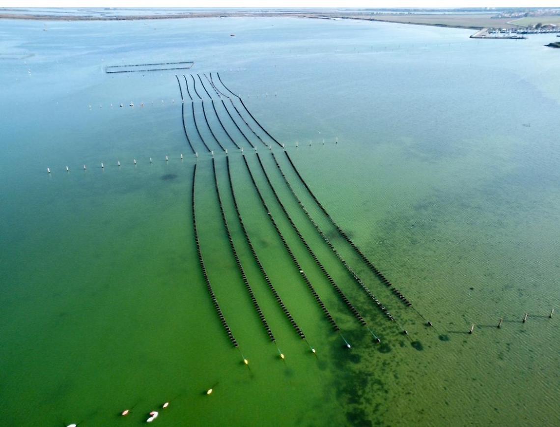 Porto Tolle:Allevamento di Ostriche in laguna Barbamarco