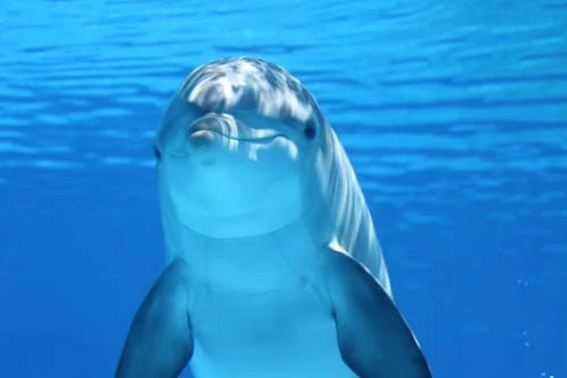 Delfino sorprende a Venezia: l’animale avvistato nel bacino di San Marco