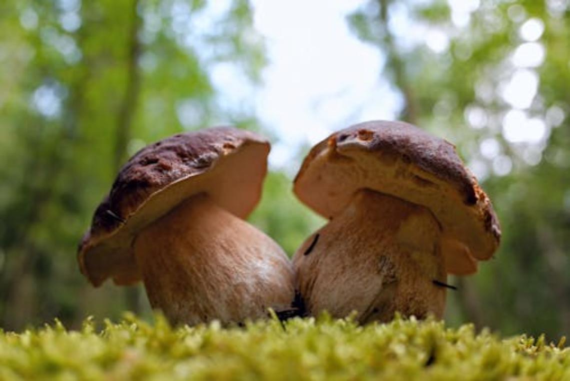 Funghi in Veneto: tre mete imperdibili per gli appassionati del sottobosco
