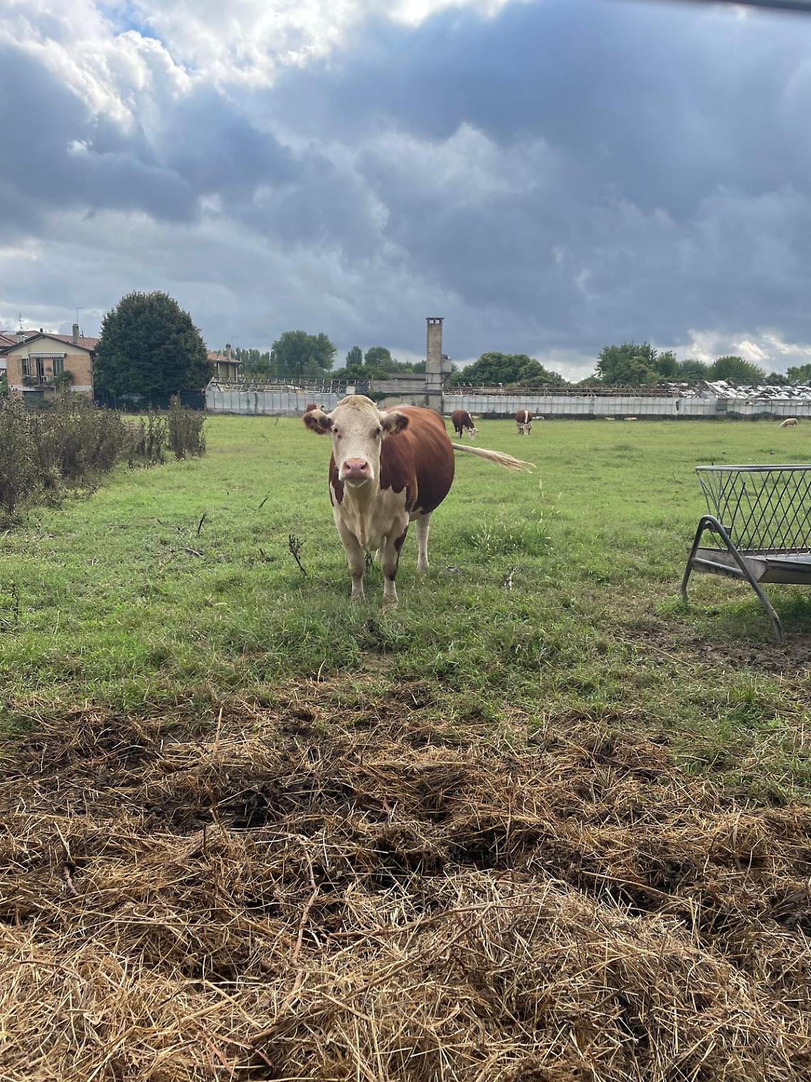 Veneto, domenica le Fattorie Didattiche aprono le porte: una lezione di natura per tutta la famiglia