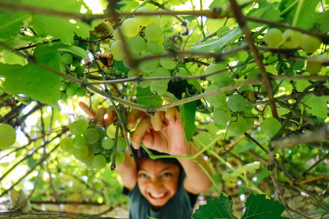 Il Veneto e la vendemmia: tre luoghi dove vivere la magia della raccolta dell’uva