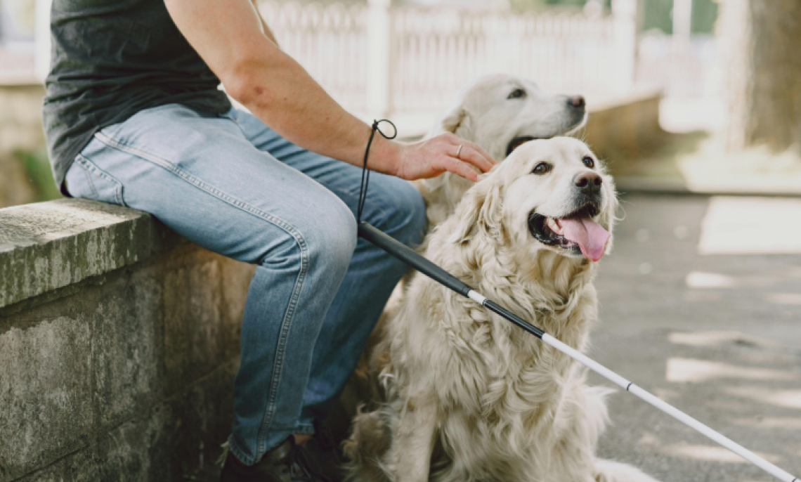 Giornata nazionale dei cani guida: un legame prezioso tra umani e quattro zampe