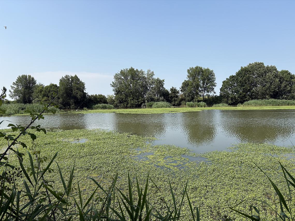 CODEVIGO oasi ca di mezzo