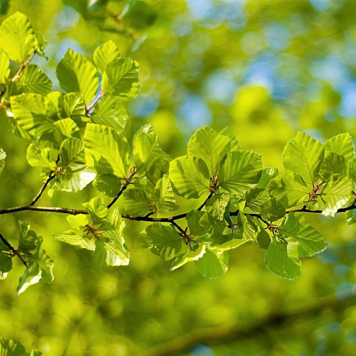 Successo per l’iniziativa “Alberi in Pianura”: 720 nuove piante prenotate dai cittadini