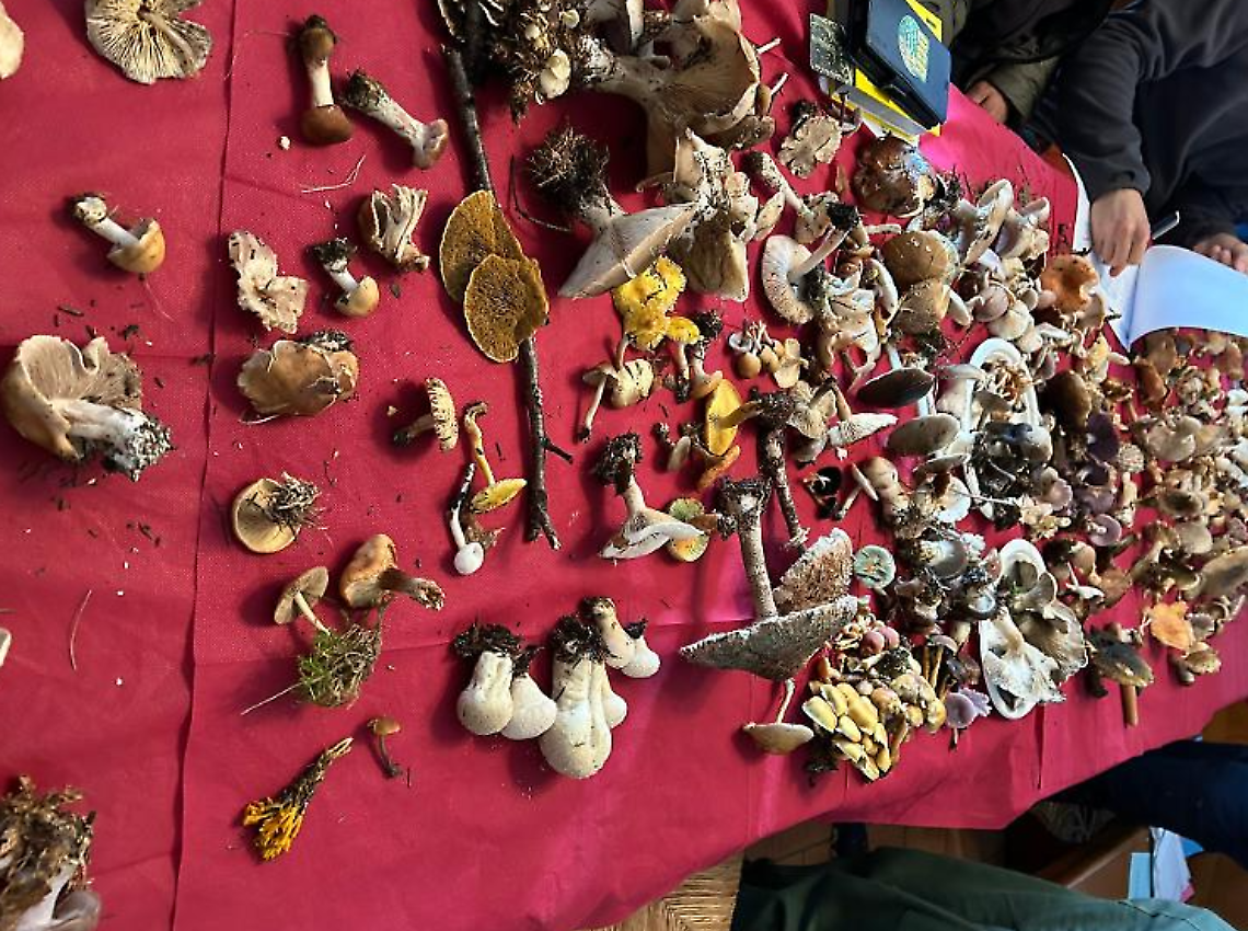 Funghi, 1 su 5 non commestibile: l’Ulss 2 intensifica i controlli e le iniziative informative
