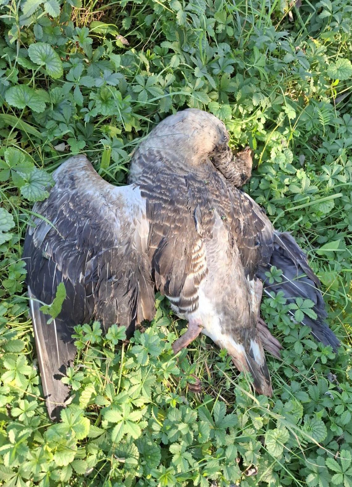 Cadoneghe, quattro anatre trovate morte: scatta la denuncia 