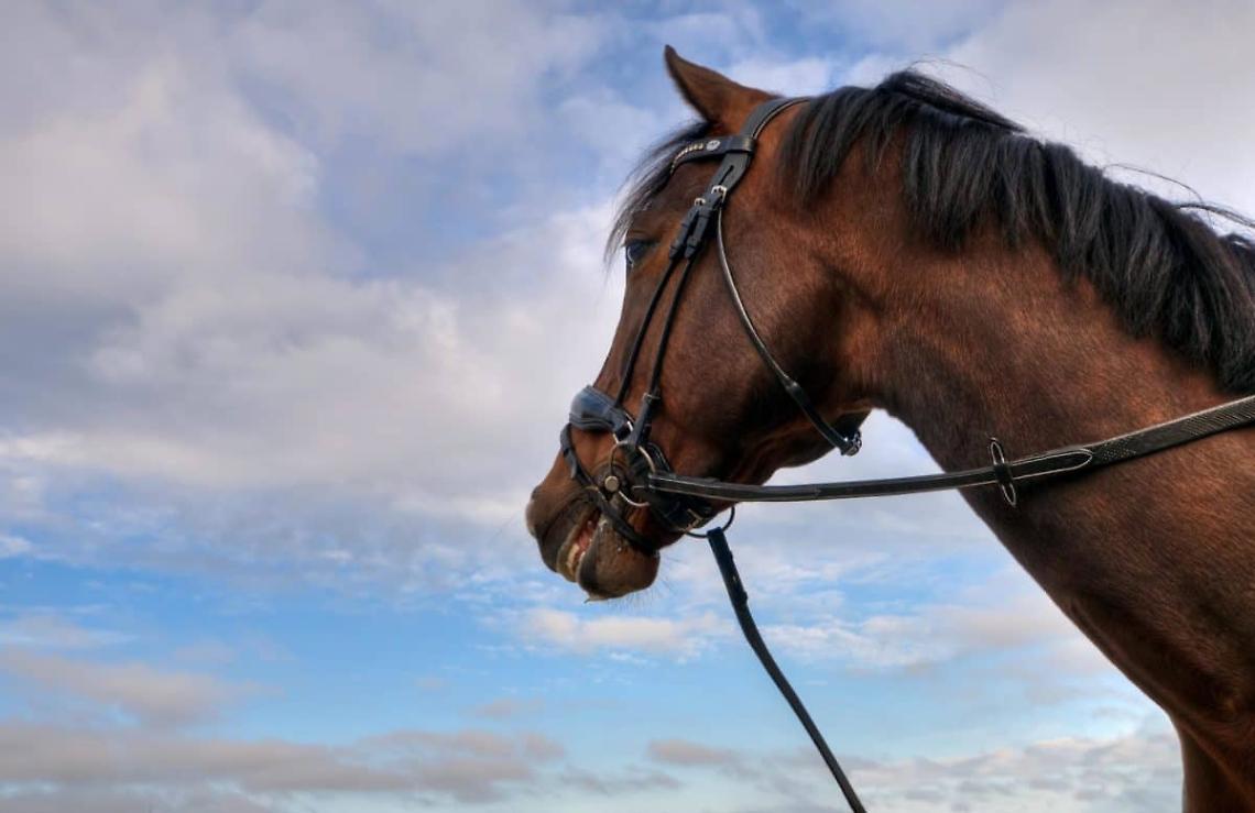 Verona si prepara a Fieracavalli: tutto pronto per quattro giorni di passione equestre