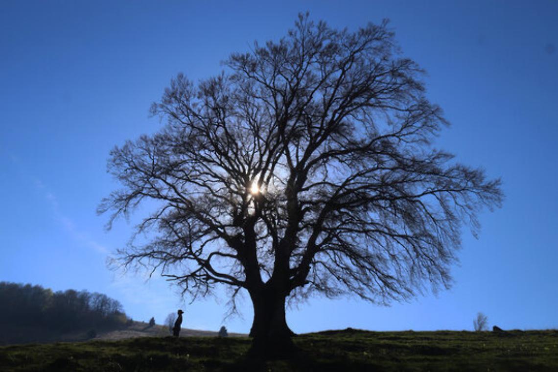 Perché in autunno cadono le foglie: il segreto della natura che si prepara al riposo