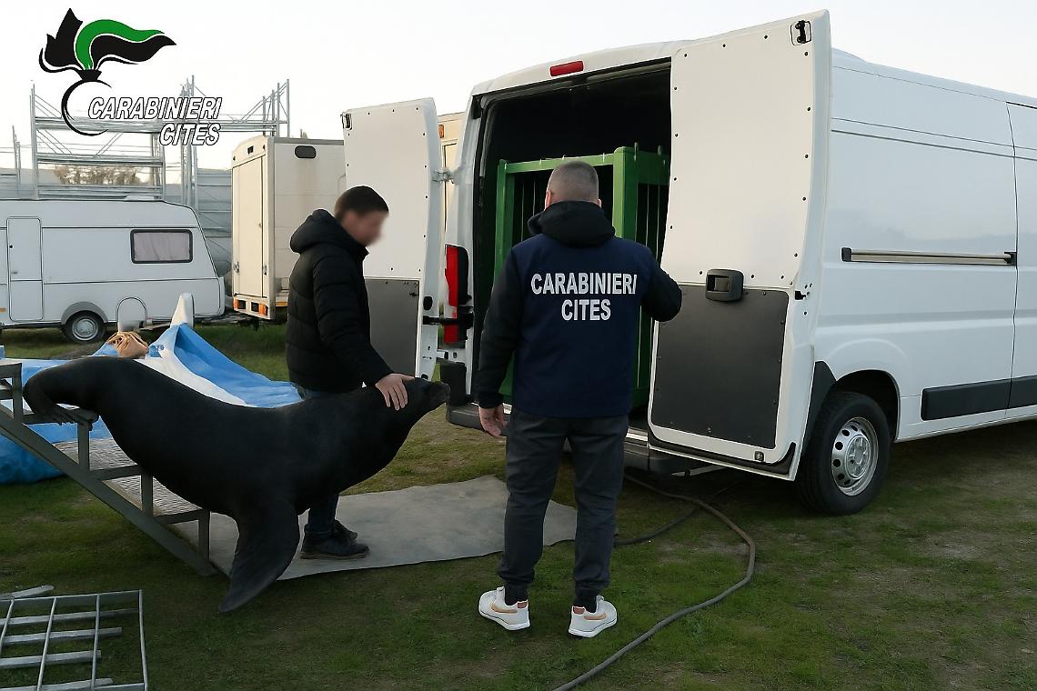 Verona, leone marino salvato da condizioni inadeguate: denunciati tre responsabili