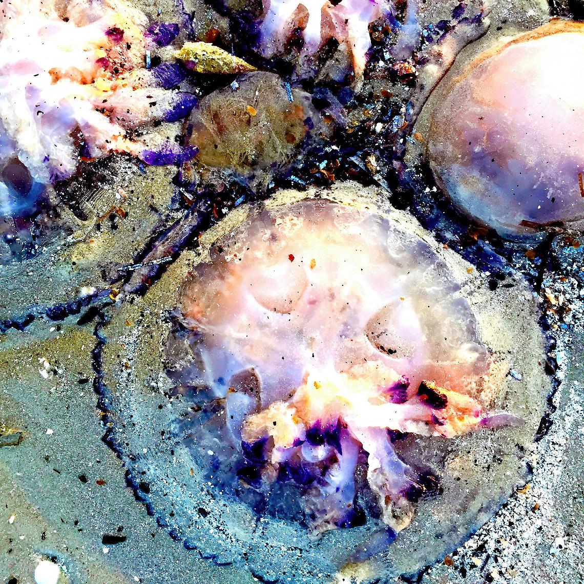 Venezia, alla Bastianello Gallery va in scena la personale di Luigi Viola "Il tempo delle meduse"