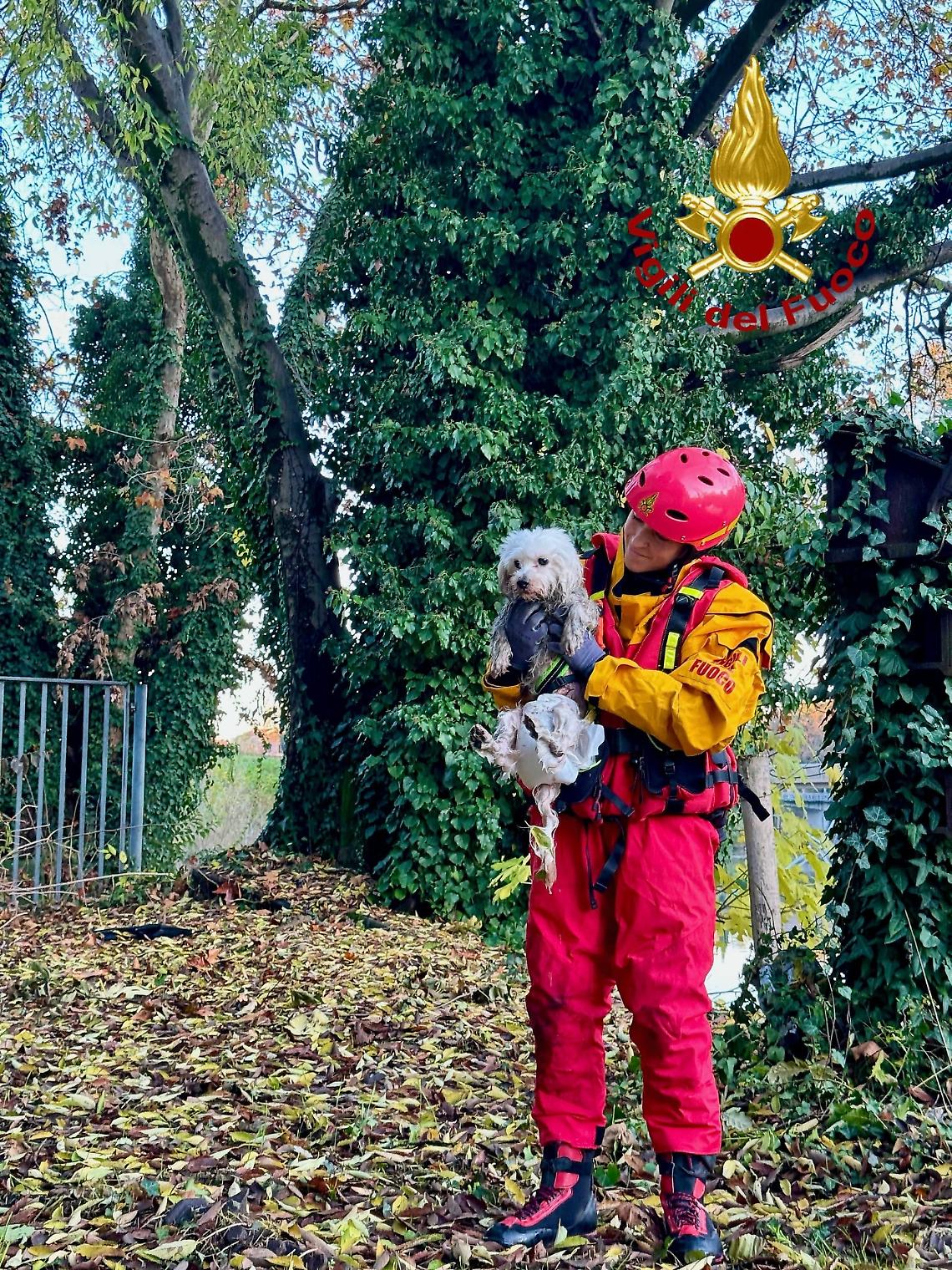 Padova, cane cade nel Piovego: Vigili del Fuoco lo salvano in tempo