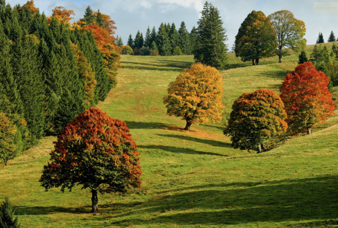 Abano Terme cresce a verde: due nuovi boschi urbani grazie ad Alì Supermercati e ai bambini delle scuole