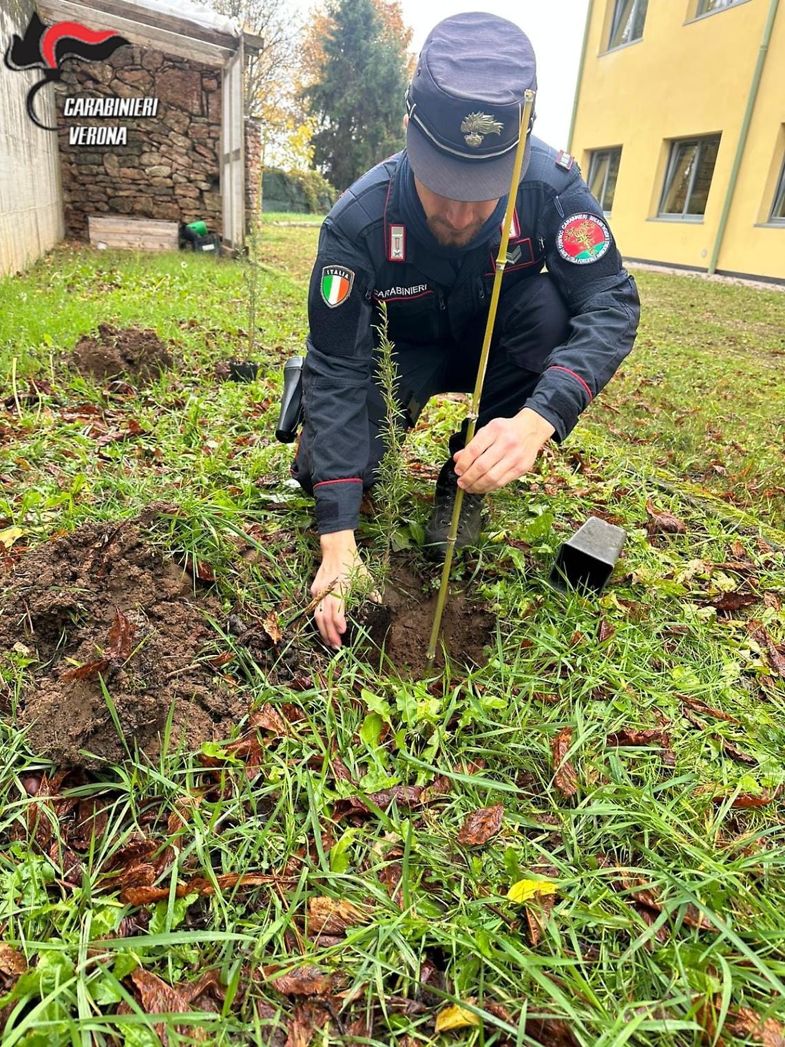 Carabinieri Forestali e studenti veronesi si incontrano per la Giornata degli Alberi